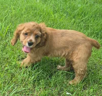 Cathy, a female Cocker Spaniel for sale in Grovespring, MO – 10 of 10