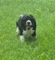 Caty, a female Cocker Spaniel for sale in Grovespring, MO – 5 of 10
