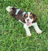 Chase, a male Cocker Spaniel for sale in Grovespring, MO – 2 of 9