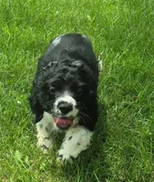 Caty, a female Cocker Spaniel for sale in Grovespring, MO – 10 of 10