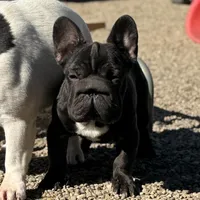 Spanky, a male French Bulldog for sale in Kinsman, OH – Photo 2 of 5