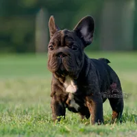 Spanky, a male French Bulldog for sale in Kinsman, OH – Photo 3 of 5