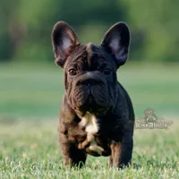 Spanky, a male French Bulldog for sale in Kinsman, OH – Photo 1 of 5