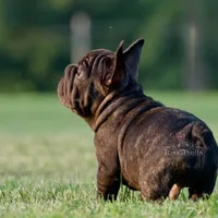 Spanky, a male French Bulldog for sale in Kinsman, OH – Photo 5 of 5