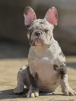 Blue Eyes Male, a male French Bulldog for sale in Kinsman, OH – Photo 2 of 9