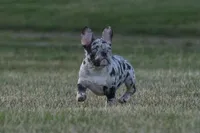 Blue Eyes Male, a male French Bulldog for sale in Kinsman, OH – Photo 5 of 9