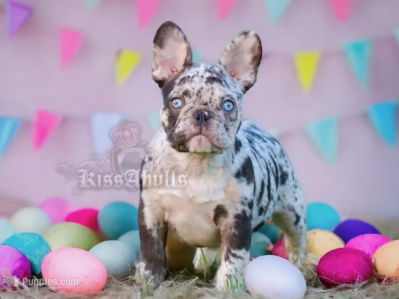 Blue Eyes Male, a male French Bulldog for sale in Kinsman, OH – Photo 1 of 9