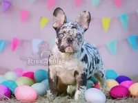 Blue Eyes Male, a male French Bulldog for sale in Kinsman, OH – Photo 1 of 9