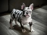 Blue Eyes Male, a male French Bulldog for sale in Kinsman, OH – Photo 8 of 9