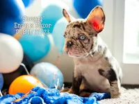 Blue Eyes Male, a male French Bulldog for sale in Kinsman, OH – Photo 3 of 9