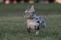 Blue Eyes Male, a male French Bulldog for sale in Kinsman, OH – Photo 6 of 9