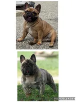 Male 2, a male French Bulldog for sale in Kinsman, OH – Photo 8 of 8