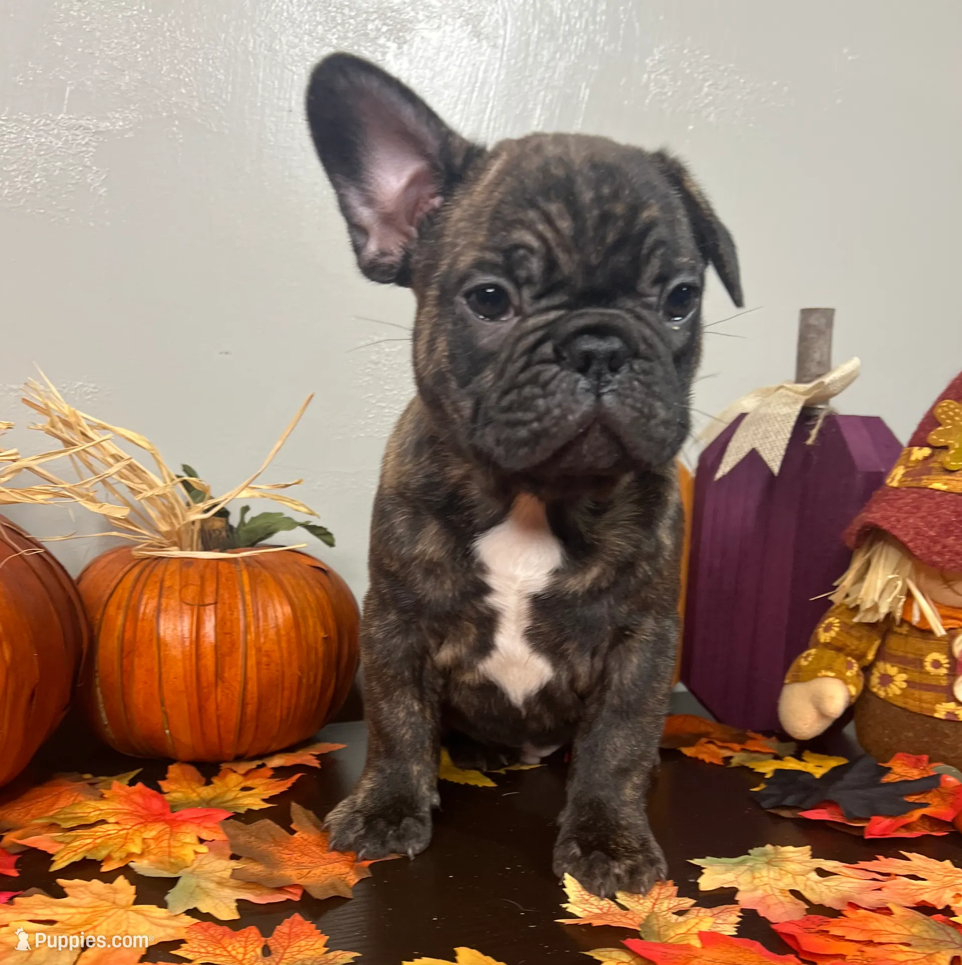 Male 2, a male French Bulldog for sale in Kinsman, OH – Photo 4 of 8