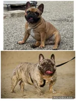 Male 2, a male French Bulldog for sale in Kinsman, OH – Photo 7 of 8
