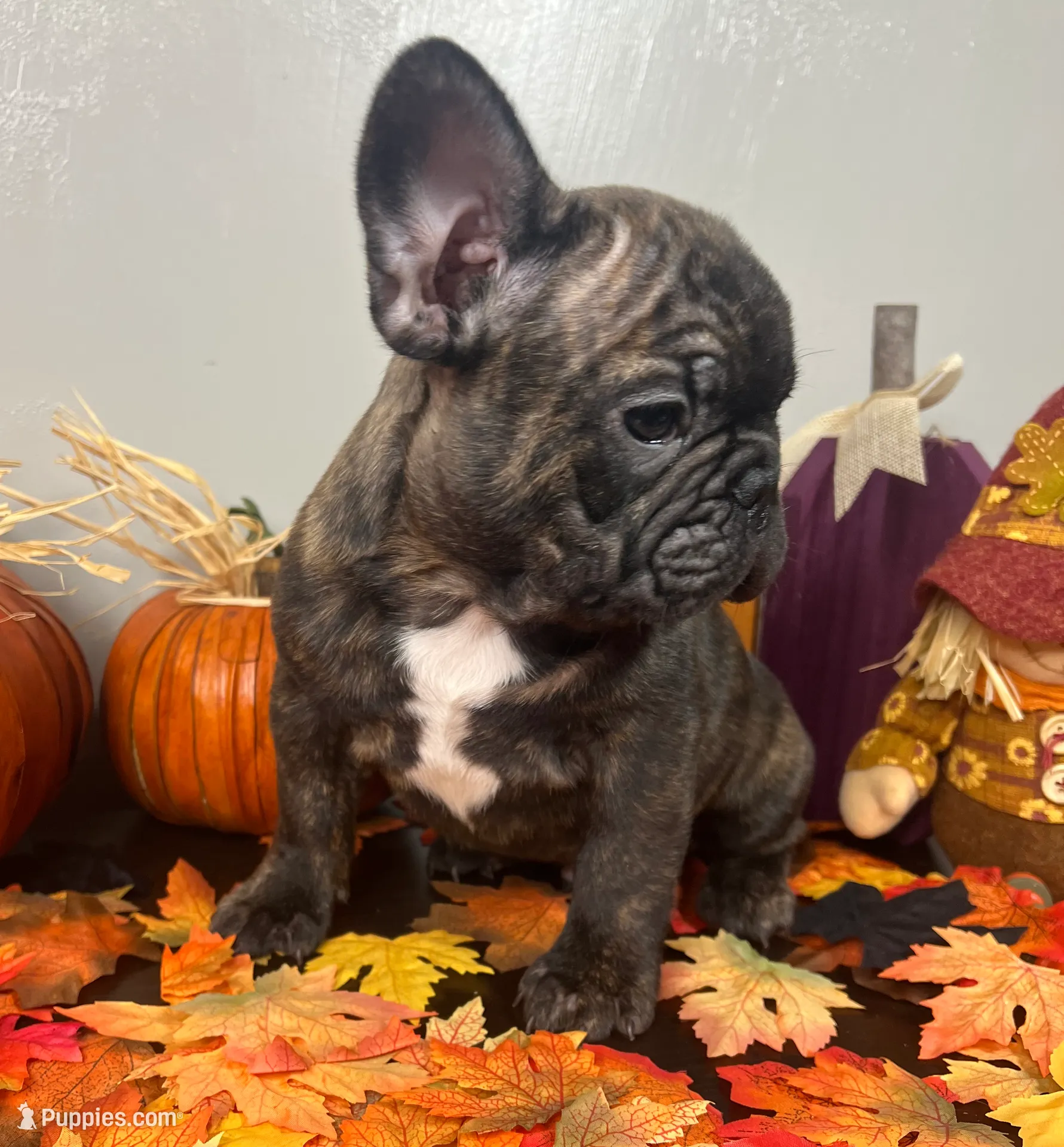 Male 2, a male French Bulldog for sale in Kinsman, OH – Photo 5 of 8