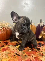 Male 2, a male French Bulldog for sale in Kinsman, OH – Photo 6 of 8