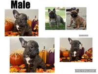 Male 2, a male French Bulldog for sale in Kinsman, OH – Photo 3 of 8