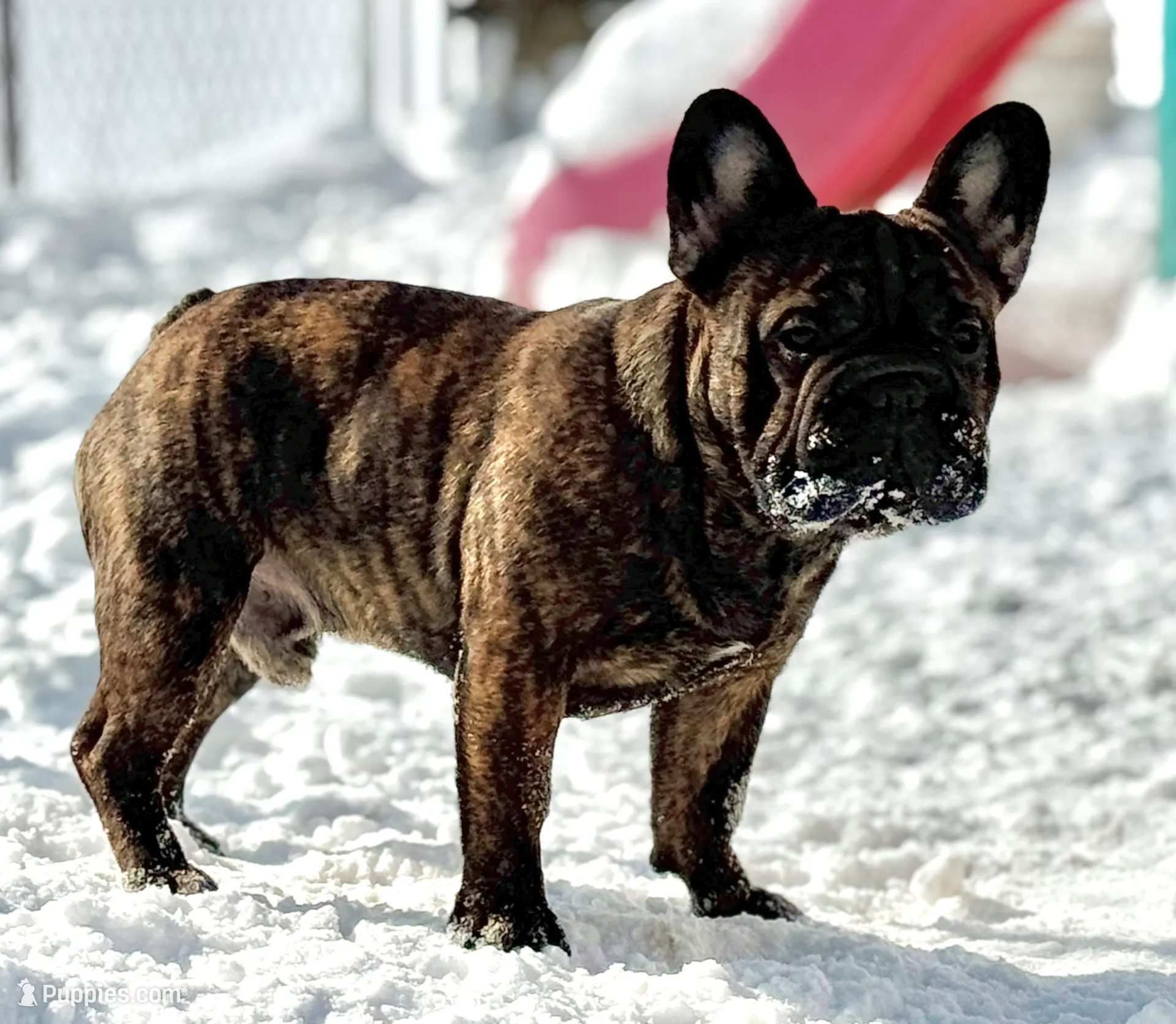 Duke, a male French Bulldog for sale in Kinsman, OH – Photo 2 of 9