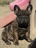 Duke, a male French Bulldog for sale in Kinsman, OH – Photo 7 of 9
