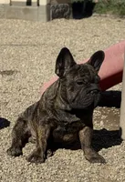 Duke, a male French Bulldog for sale in Kinsman, OH – Photo 8 of 9