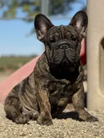 Duke, a male French Bulldog for sale in Kinsman, OH – Photo 5 of 9