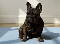 Duke, a male French Bulldog for sale in Kinsman, OH – Photo 6 of 9