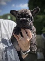 Neon collar, a female French Bulldog for sale in Kinsman, OH – Photo 5 of 9