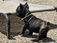 Neon collar, a female French Bulldog for sale in Kinsman, OH – Photo 3 of 9