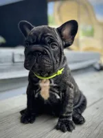 Neon collar, a female French Bulldog for sale in Kinsman, OH – Photo 8 of 9