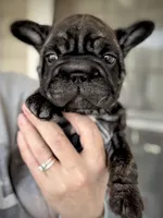 Neon collar, a female French Bulldog for sale in Kinsman, OH – Photo 4 of 9