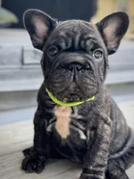 Neon collar, a female French Bulldog for sale in Kinsman, OH – Photo 7 of 9