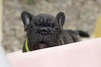 Neon collar, a female French Bulldog for sale in Kinsman, OH – Photo 2 of 9