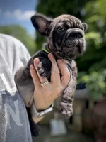 Neon collar, a female French Bulldog for sale in Kinsman, OH – Photo 9 of 9