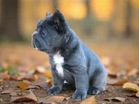 Lilac Fluffy, a male French Bulldog for sale in Kinsman, OH – Photo 4 of 8
