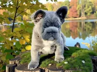 Lilac Fluffy, a male French Bulldog for sale in Kinsman, OH – Photo 5 of 8