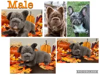 Lilac Fluffy, a male French Bulldog for sale in Kinsman, OH – Photo 8 of 8