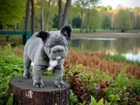 Lilac Fluffy, a male French Bulldog for sale in Kinsman, OH – Photo 3 of 8