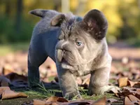 Lilac Fluffy, a male French Bulldog for sale in Kinsman, OH – Photo 1 of 8
