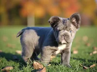 Lilac Fluffy, a male French Bulldog for sale in Kinsman, OH – Photo 6 of 8