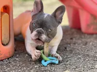 Itsy, a female French Bulldog for sale in Kinsman, OH – Photo 2 of 10
