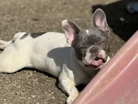 Itsy, a female French Bulldog for sale in Kinsman, OH – Photo 4 of 10