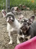 Itsy, a female French Bulldog for sale in Kinsman, OH – Photo 7 of 10