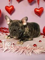 Toes, a female French Bulldog for sale in Kinsman, OH – Photo 2 of 2