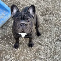 Jackie, a male French Bulldog for sale in Kinsman, OH – Photo 10 of 10