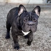 Jackie, a male French Bulldog for sale in Kinsman, OH – Photo 9 of 10