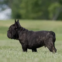 Jackie, a male French Bulldog for sale in Kinsman, OH – Photo 6 of 10