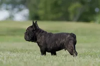 Jackie, a male French Bulldog for sale in Kinsman, OH – Photo 7 of 9