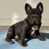 Jackie, a male French Bulldog for sale in Kinsman, OH – Photo 2 of 10