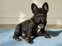 Jackie, a male French Bulldog for sale in Kinsman, OH – Photo 1 of 9