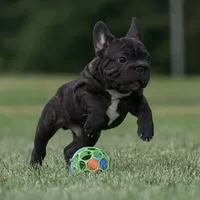 Jackie, a male French Bulldog for sale in Kinsman, OH – Photo 7 of 10